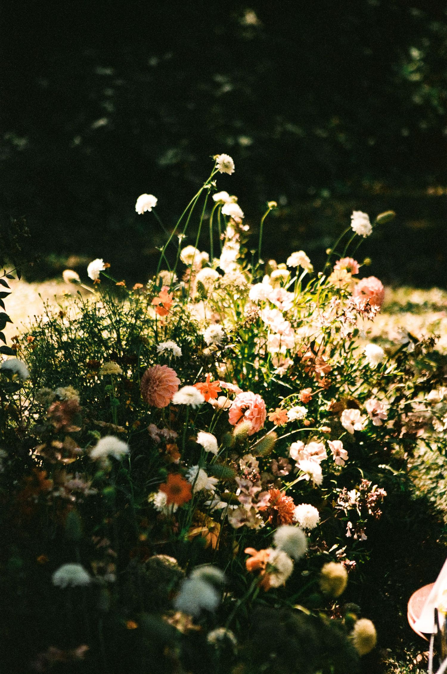 Delicate pink and white flowers bloom in a garden setting with dramatic lighting.