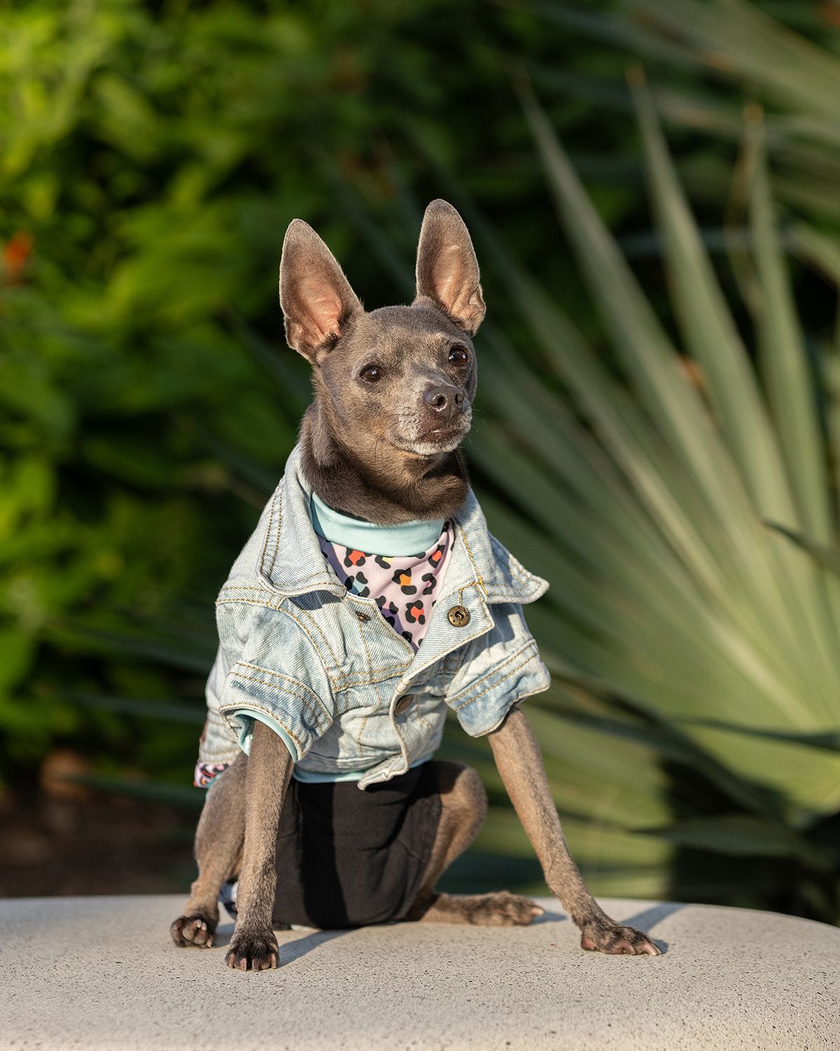 Stylish Chihuahua mixed dog wearing denim jacket and patterned shirt poses confidently on light surface against tropical background.