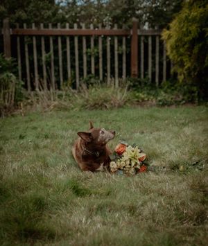 Chickens roam freely in a backyard garden near a wooden fence with a floral bouquet nearby.