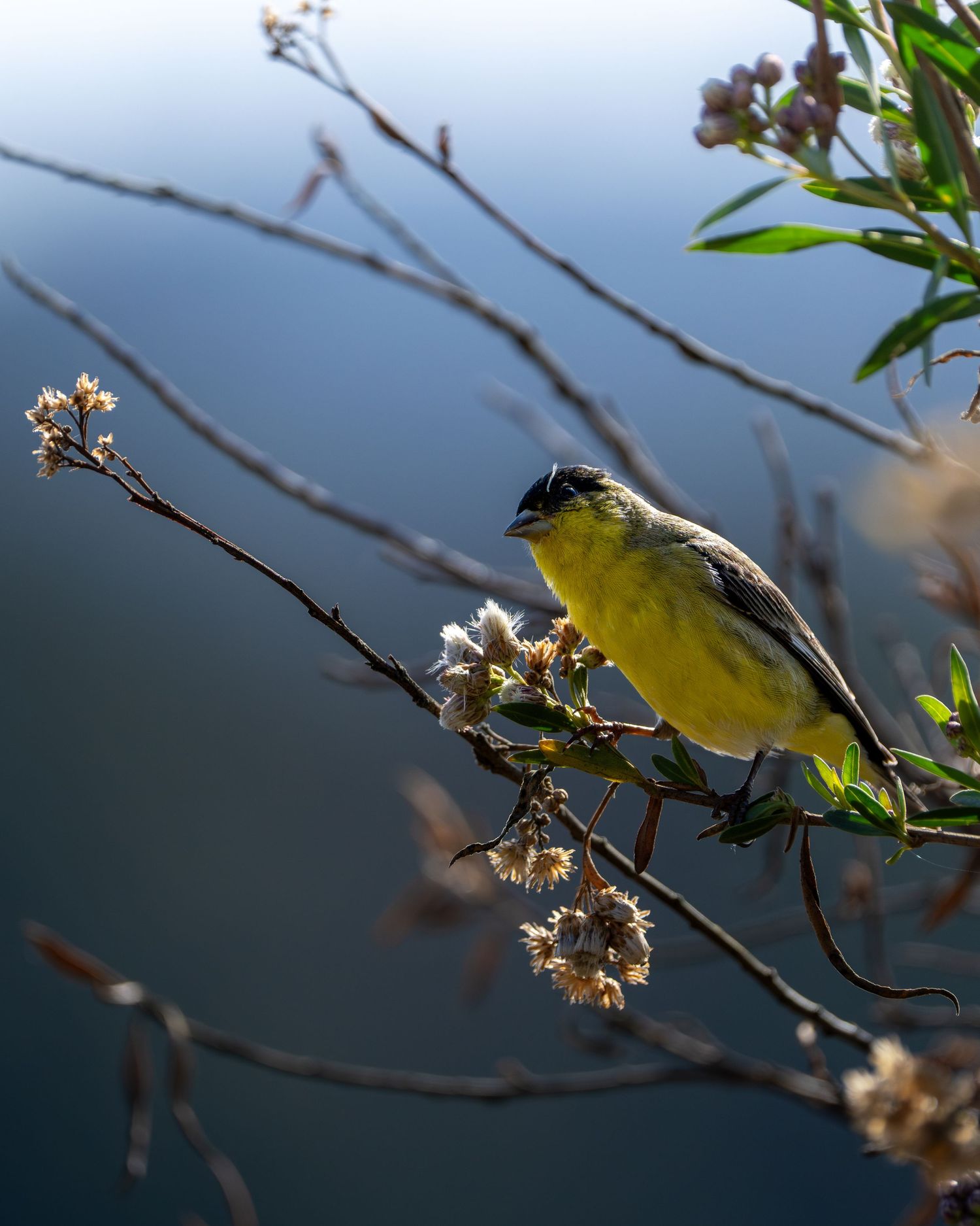 A yellow and black Lesser Goldfinch perches on a delicate branch with white spring blossoms against a blurred blue background.
