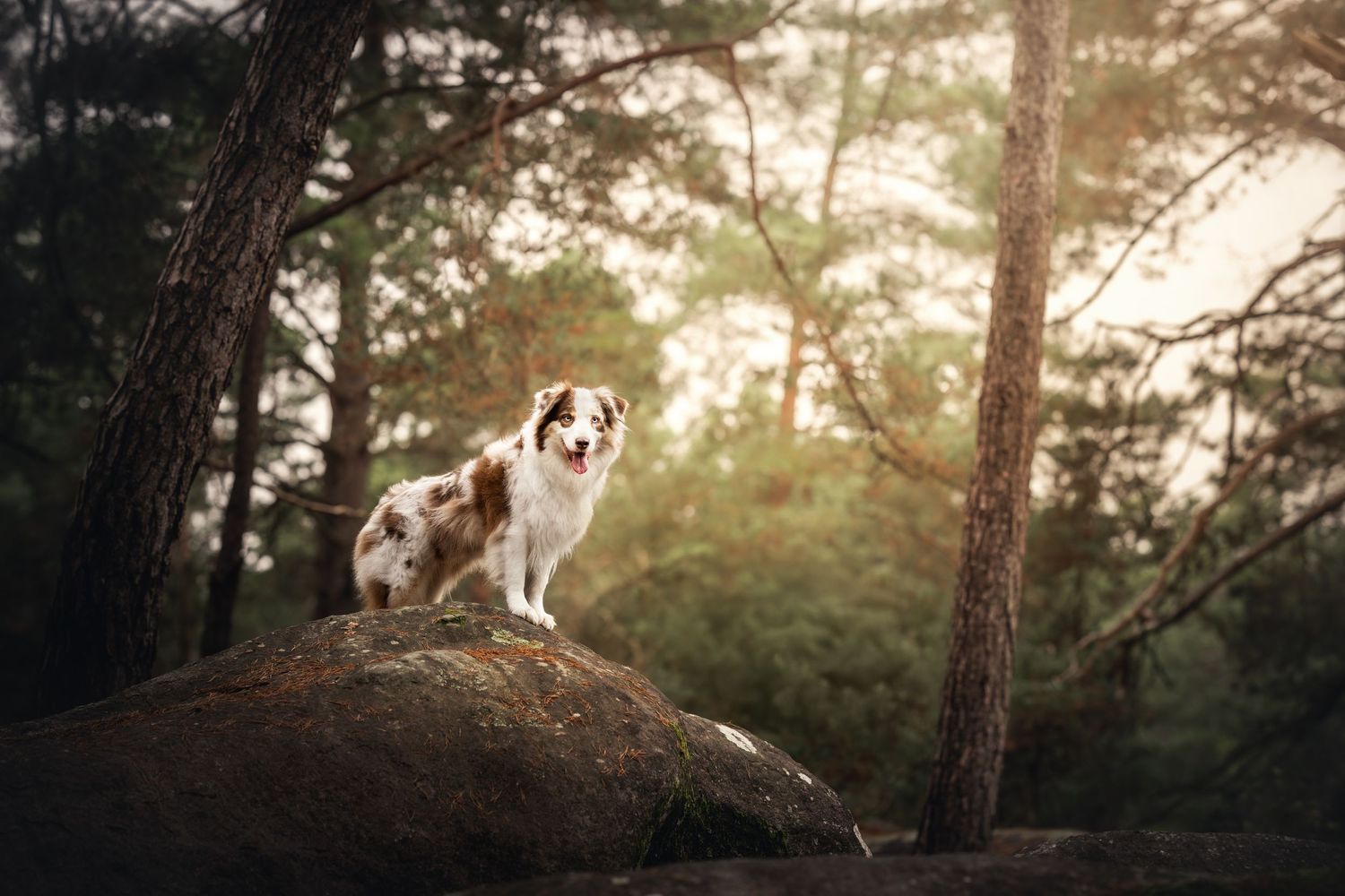 Australian Shepherd standing majestically on a rock in a sunlit forest.