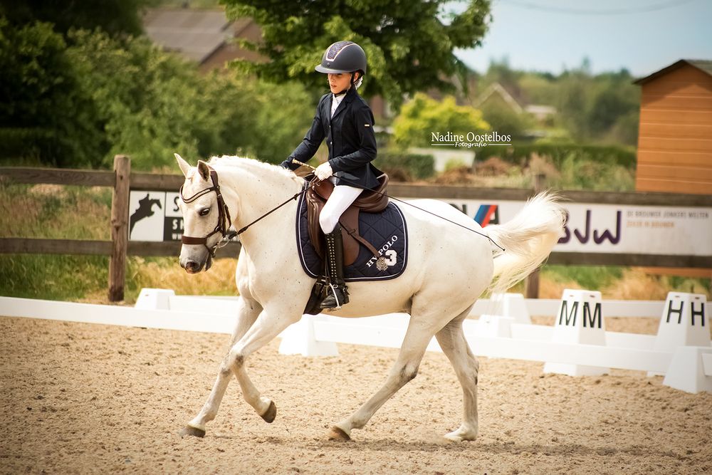 Dressage training session in an outdoor sand arena with horse and rider.