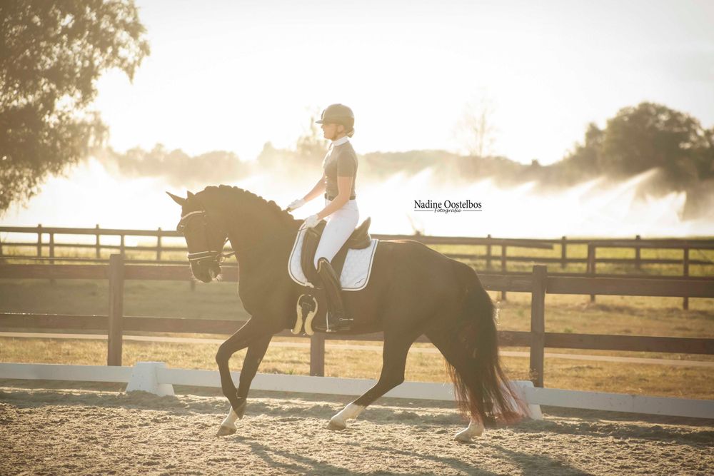 Horse and rider training at sunset in a fenced paddock with golden backlight.