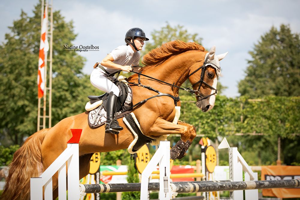 Chestnut horse and rider clearing show jumping fence with perfect form.