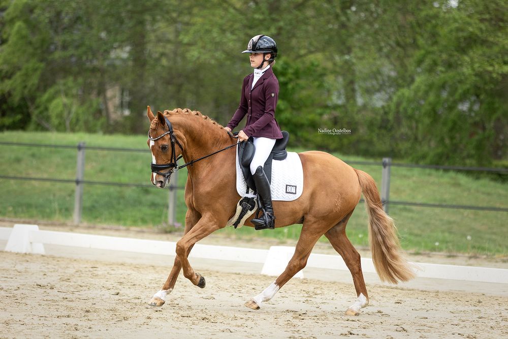 Paardenfotografie - Nadine Oostelbos Fotografie