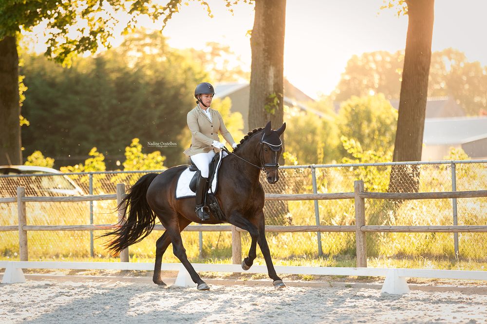 Paardenfotografie - Nadine Oostelbos Fotografie