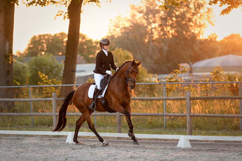 Paardenfotografie - Nadine Oostelbos Fotografie