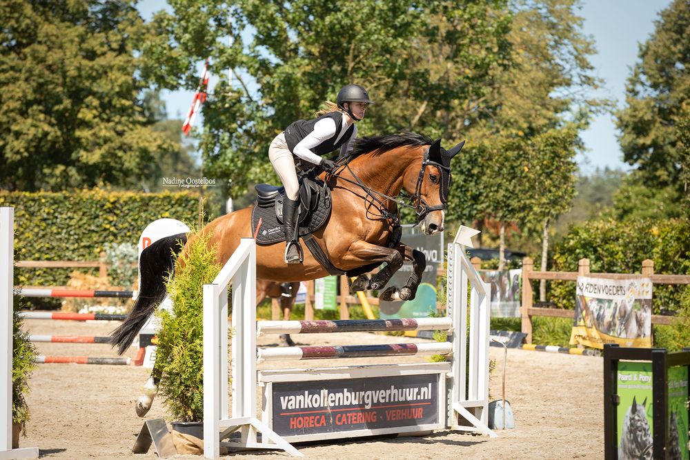 Multiple action shots of horse and rider pairs jumping over obstacles in a competition.