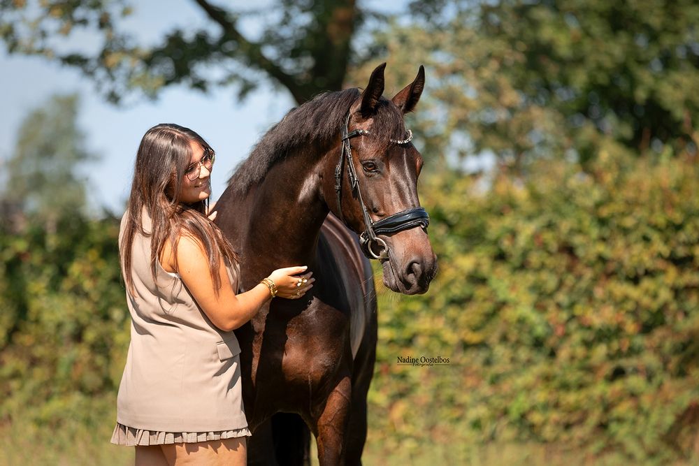 Dark bay horse with black mane being photographed outdoors against natural foliage.