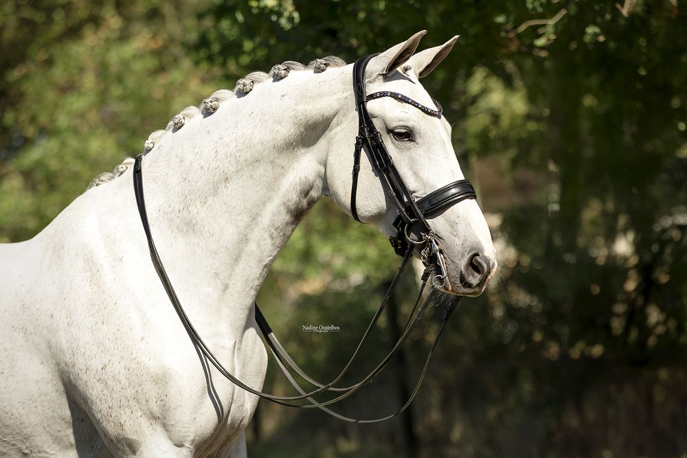 Paardenfotografie - Nadine Oostelbos Fotografie