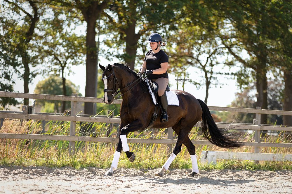 Paardenfotografie - Nadine Oostelbos Fotografie
