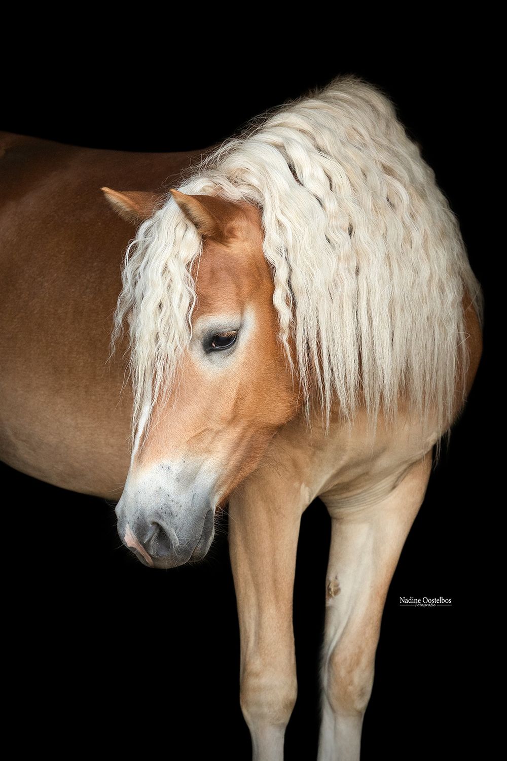 Artistic portrait series of a palomino horse with flowing white mane against black background.