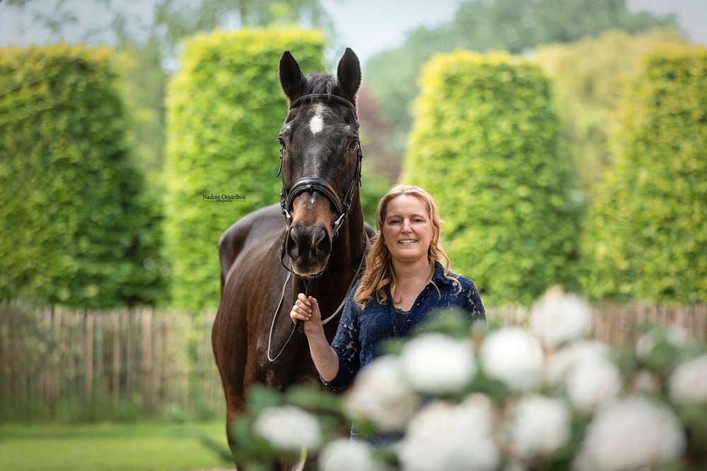 Dark horse with bridle posing in front of manicured garden hedges.