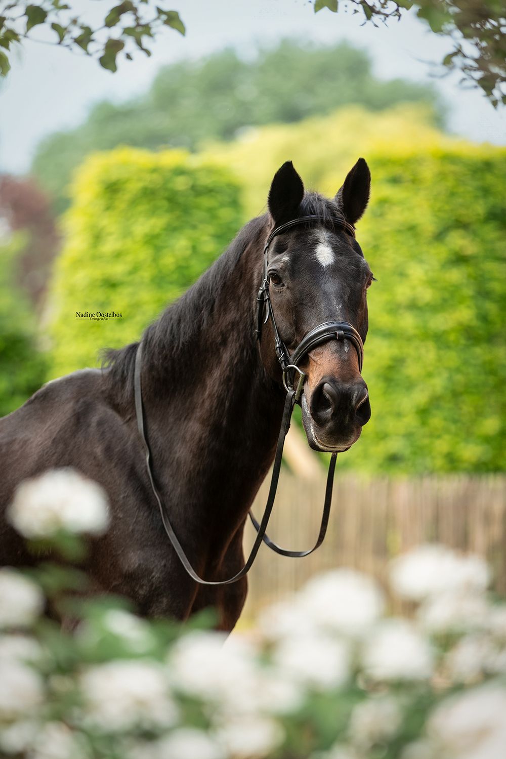 Portrait of a majestic black horse with bridle against a garden background.