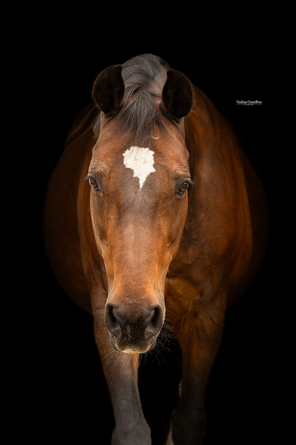 Close-up portraits of a brown horse with a white star marking against a dark background.