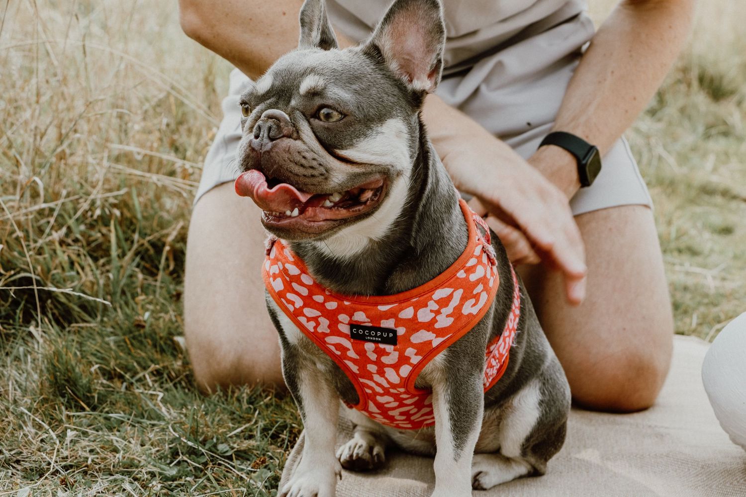 Boston Terrier wearing a red patterned bandana sits happily in the grass.