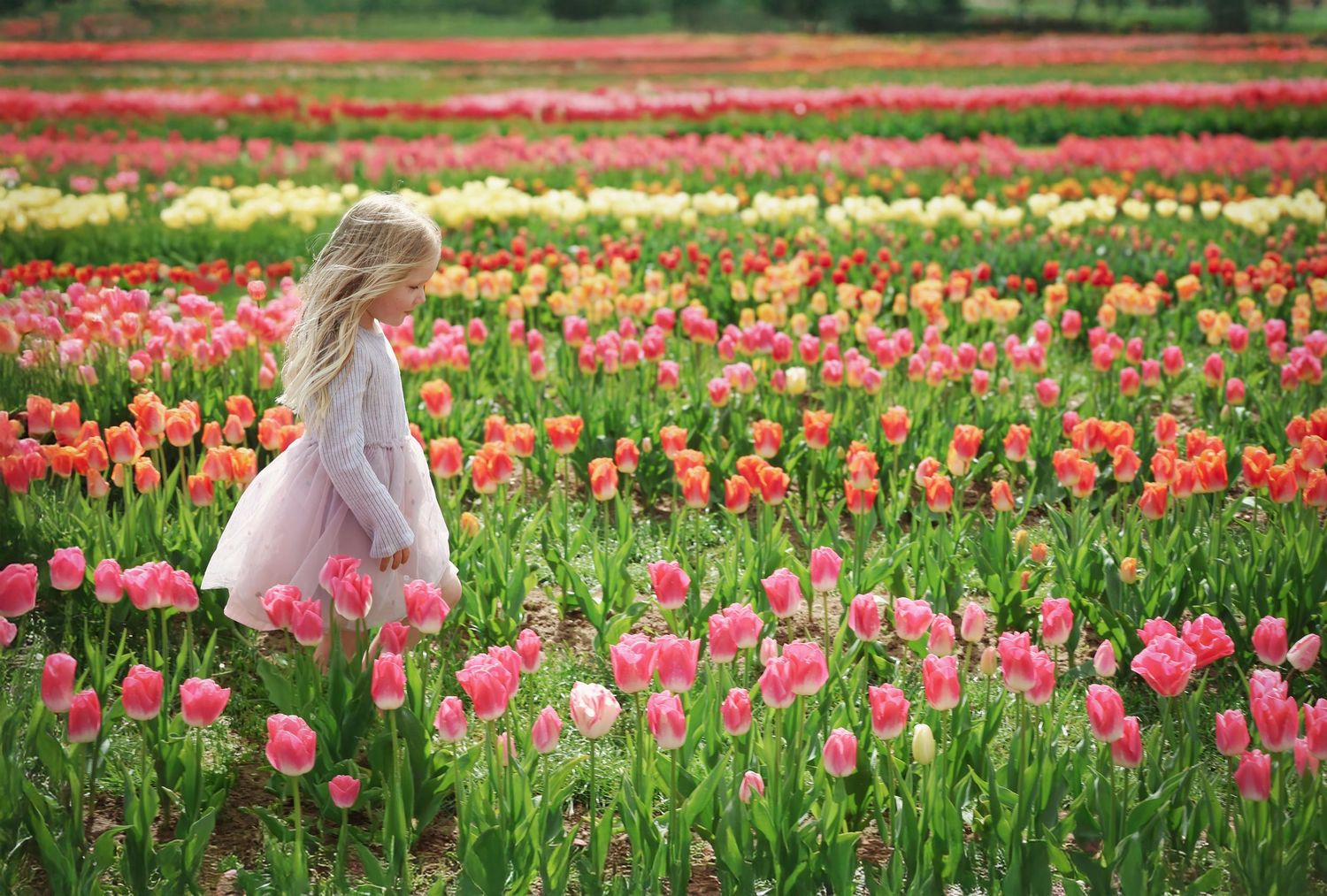 Young girl in pink dress walking through vibrant tulip field with rows of colorful red, pink, and yellow flowers.