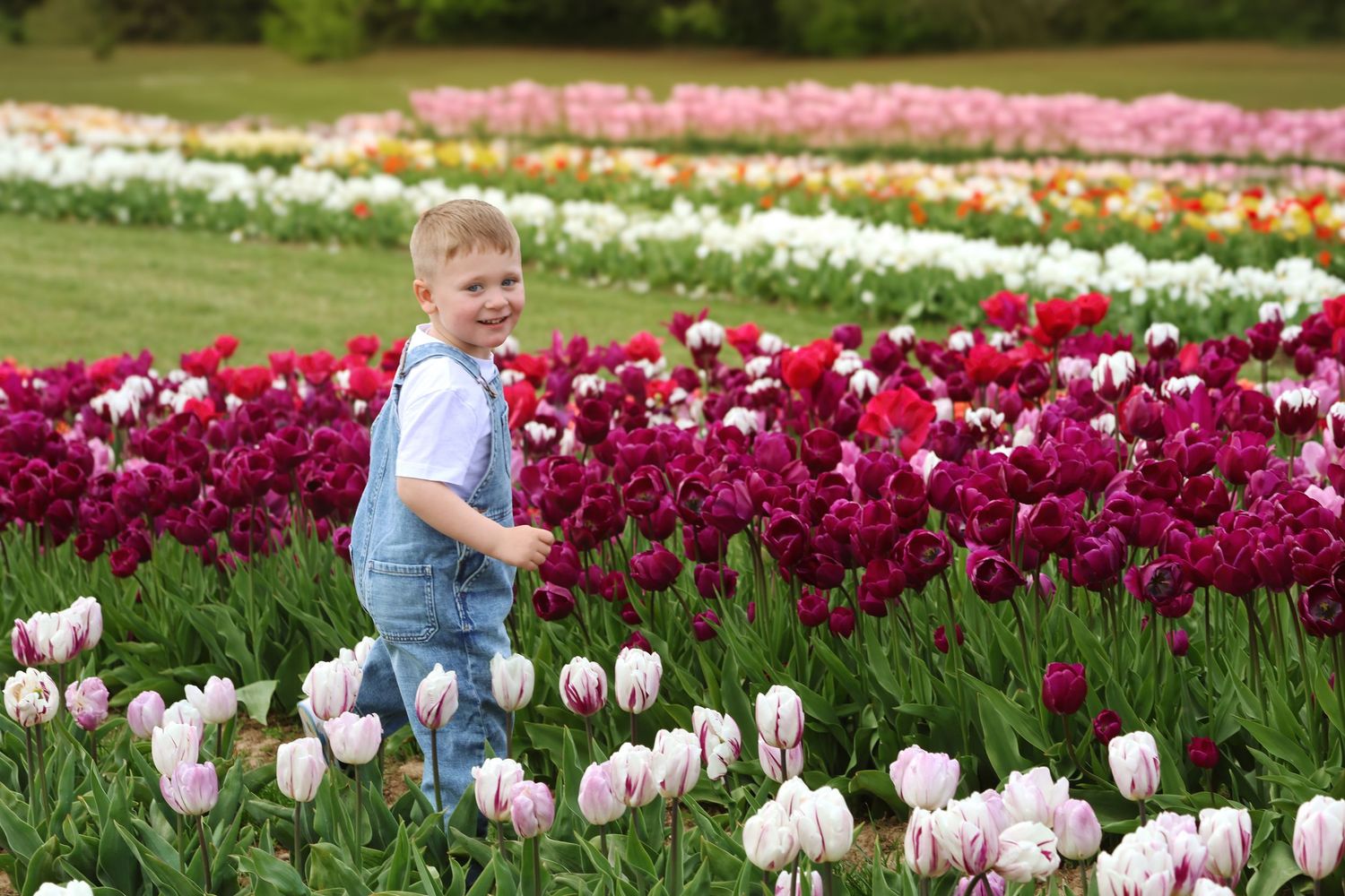 A cheerful young boy in denim overalls walks through vibrant rows of colorful tulips in a blooming flower field.