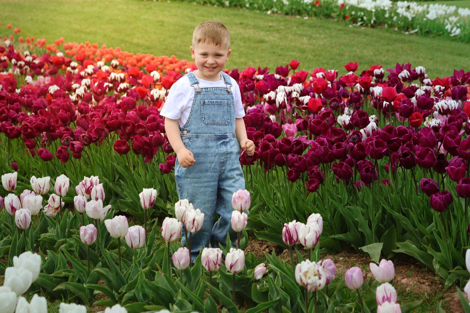 Young boy in denim overalls smiling among colorful red, white, and pink tulips in a lush flower garden.