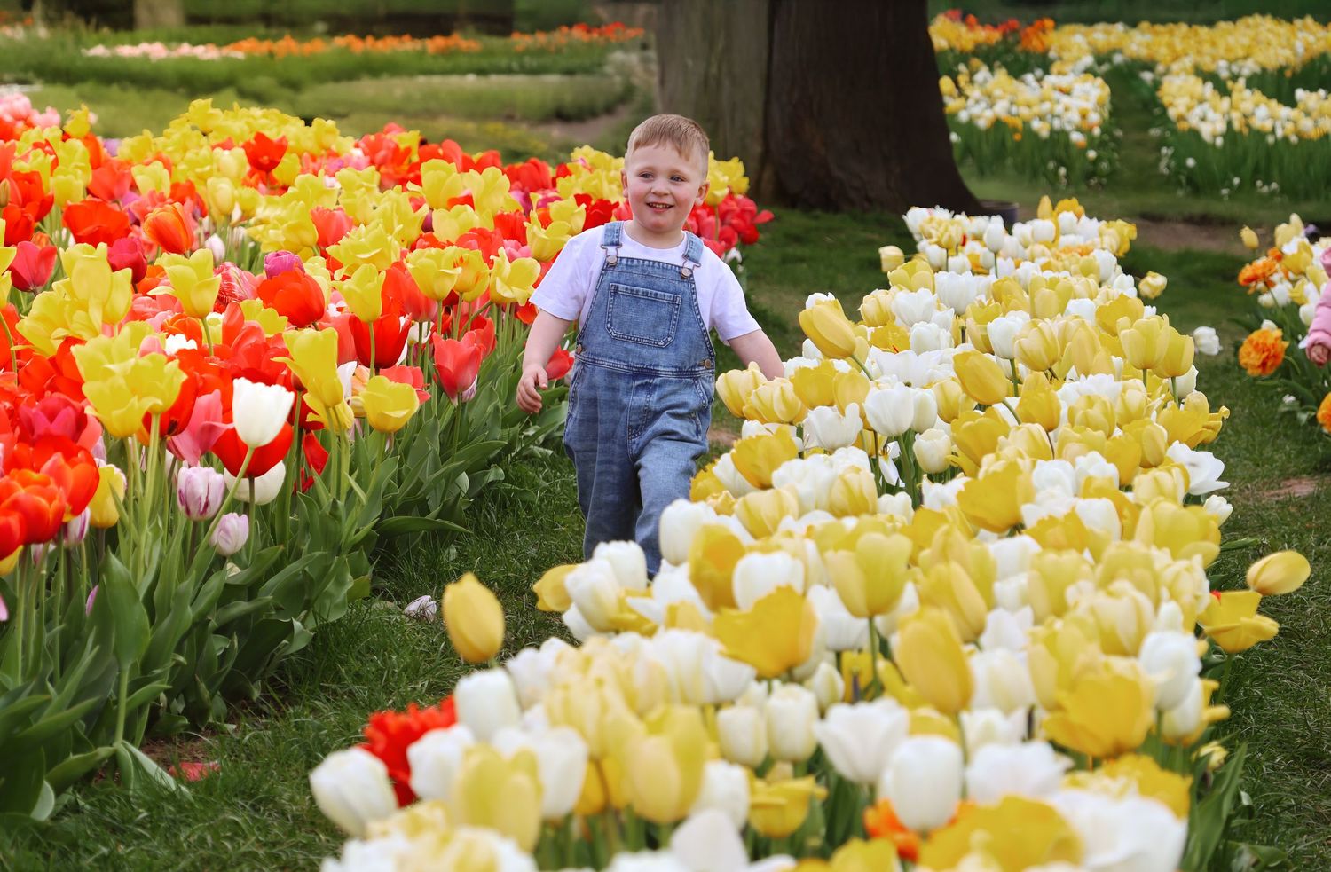 Young boy in denim overalls running joyfully through vibrant rows of red, yellow, and white tulips in a spring garden.