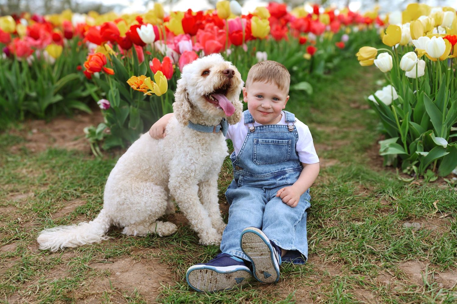Young boy in denim overalls hugging a white fluffy dog among colorful tulips in a garden.
