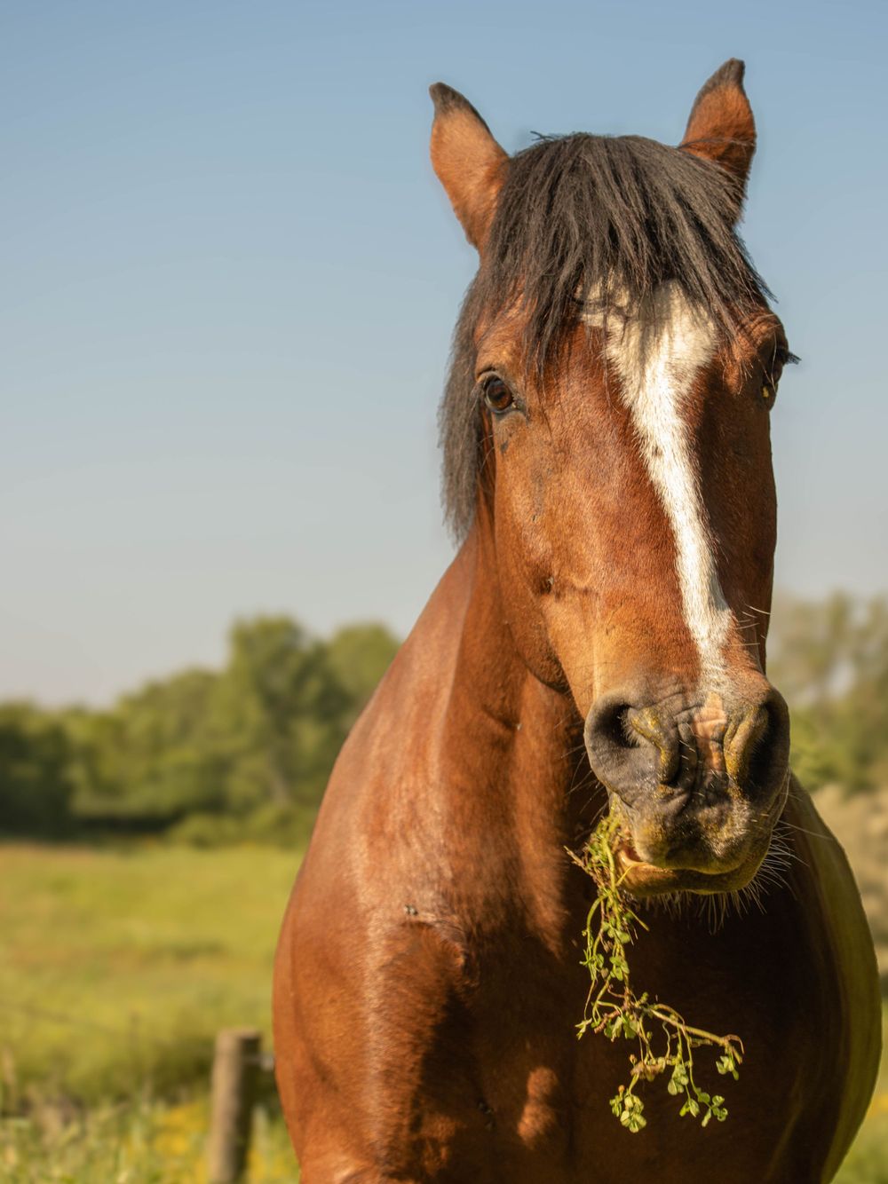 Close-up of a chestnut brown horse with a white blaze eating grass in a sunny pasture with green trees in background.
