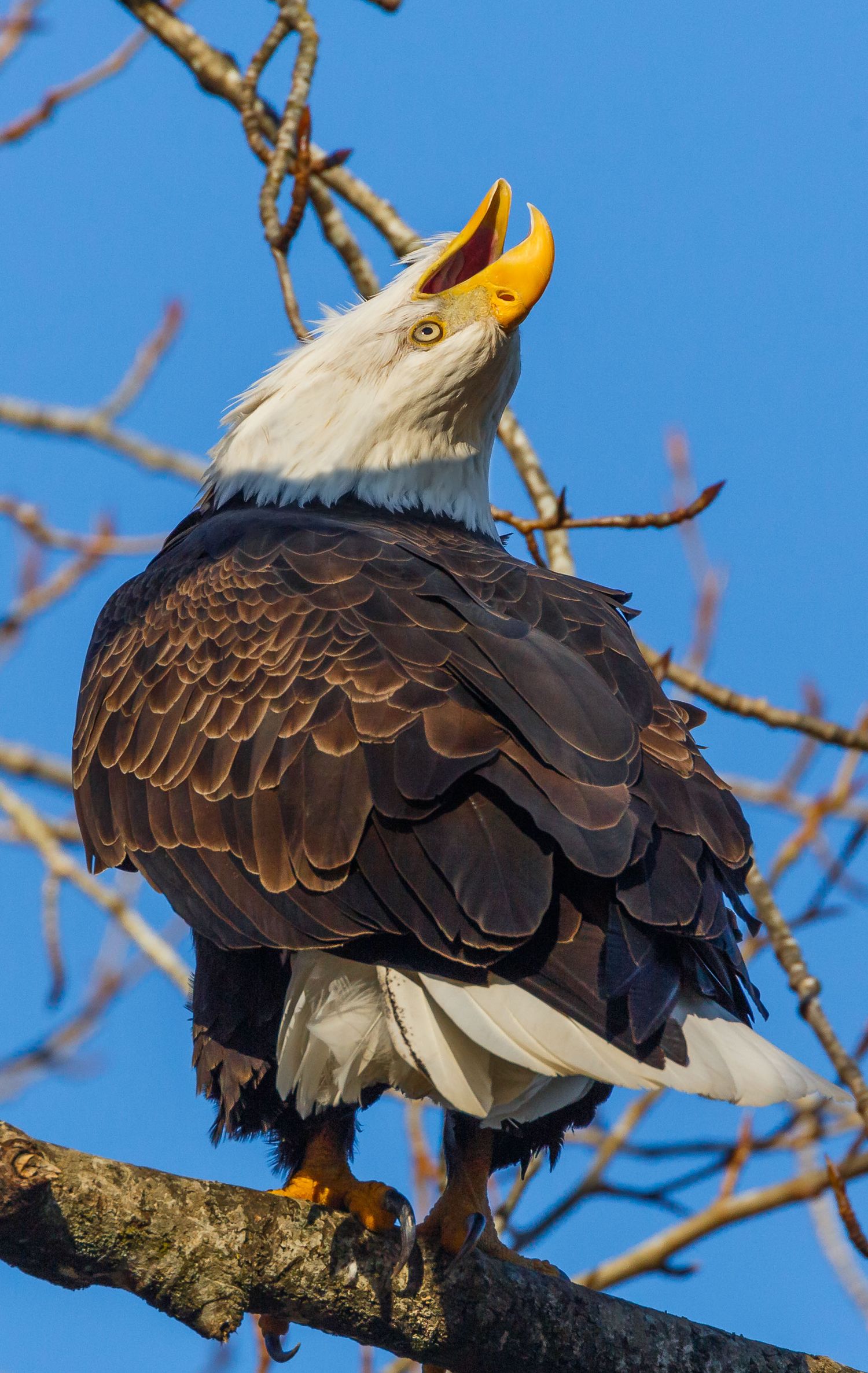 Bald Eagle