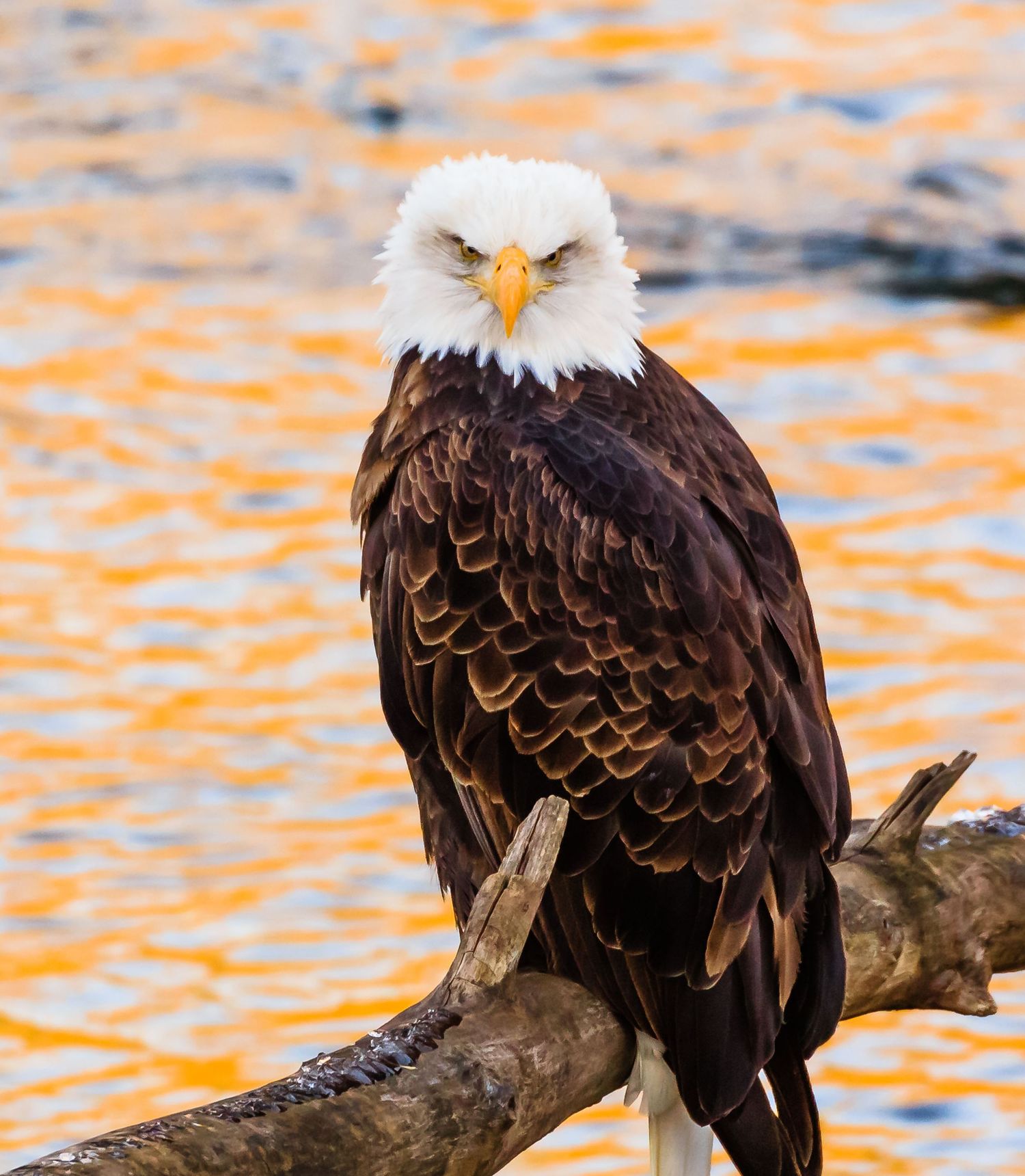 Bald Eagle