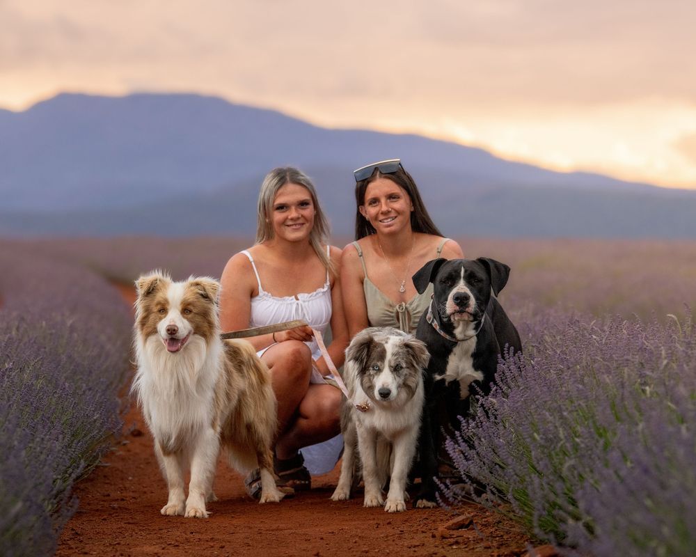 Three dogs sit together in a blooming lavender field at sunset with mountains in the background.