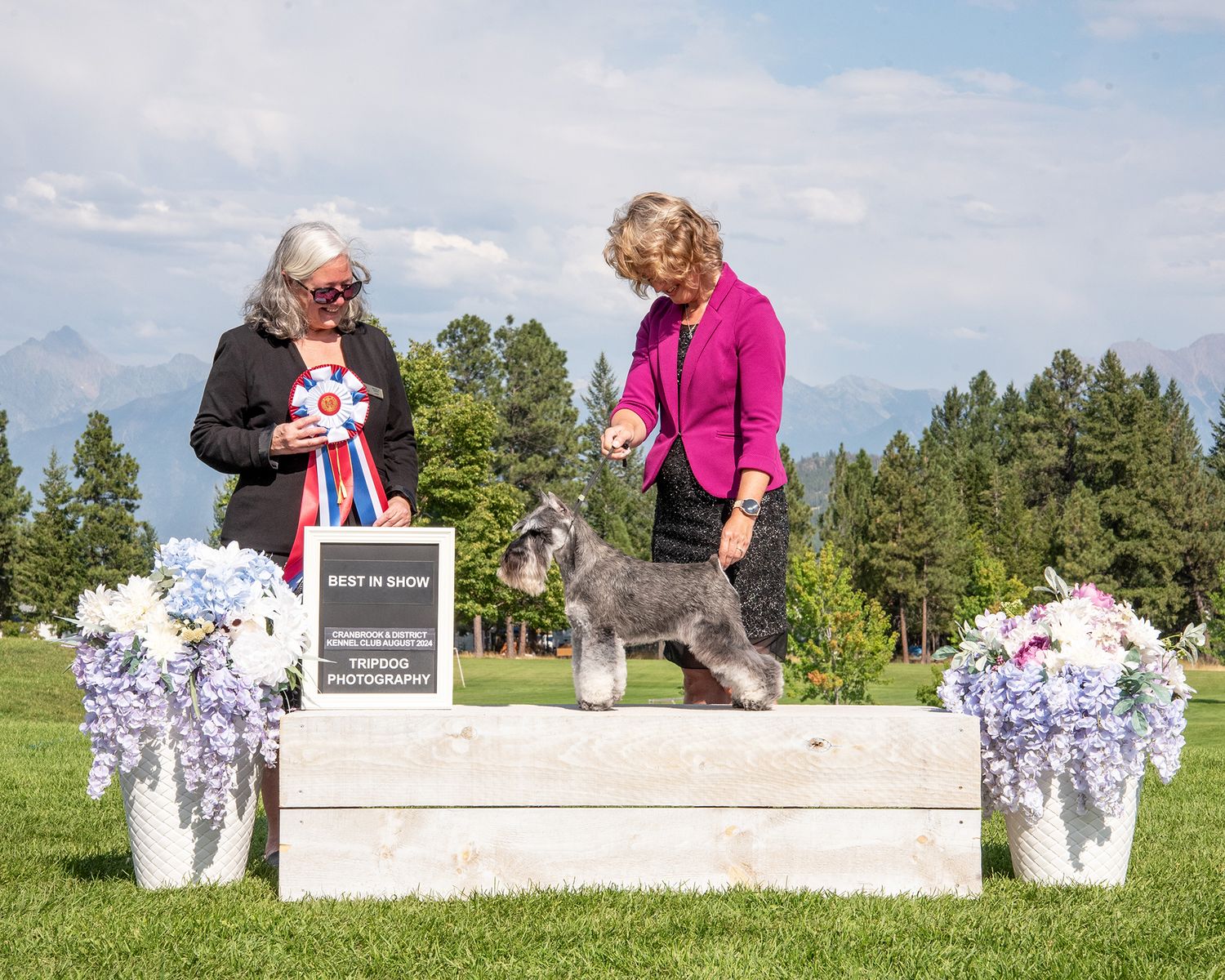 Dog Show Photography Red Deer Conformation Miniature Schnauzer