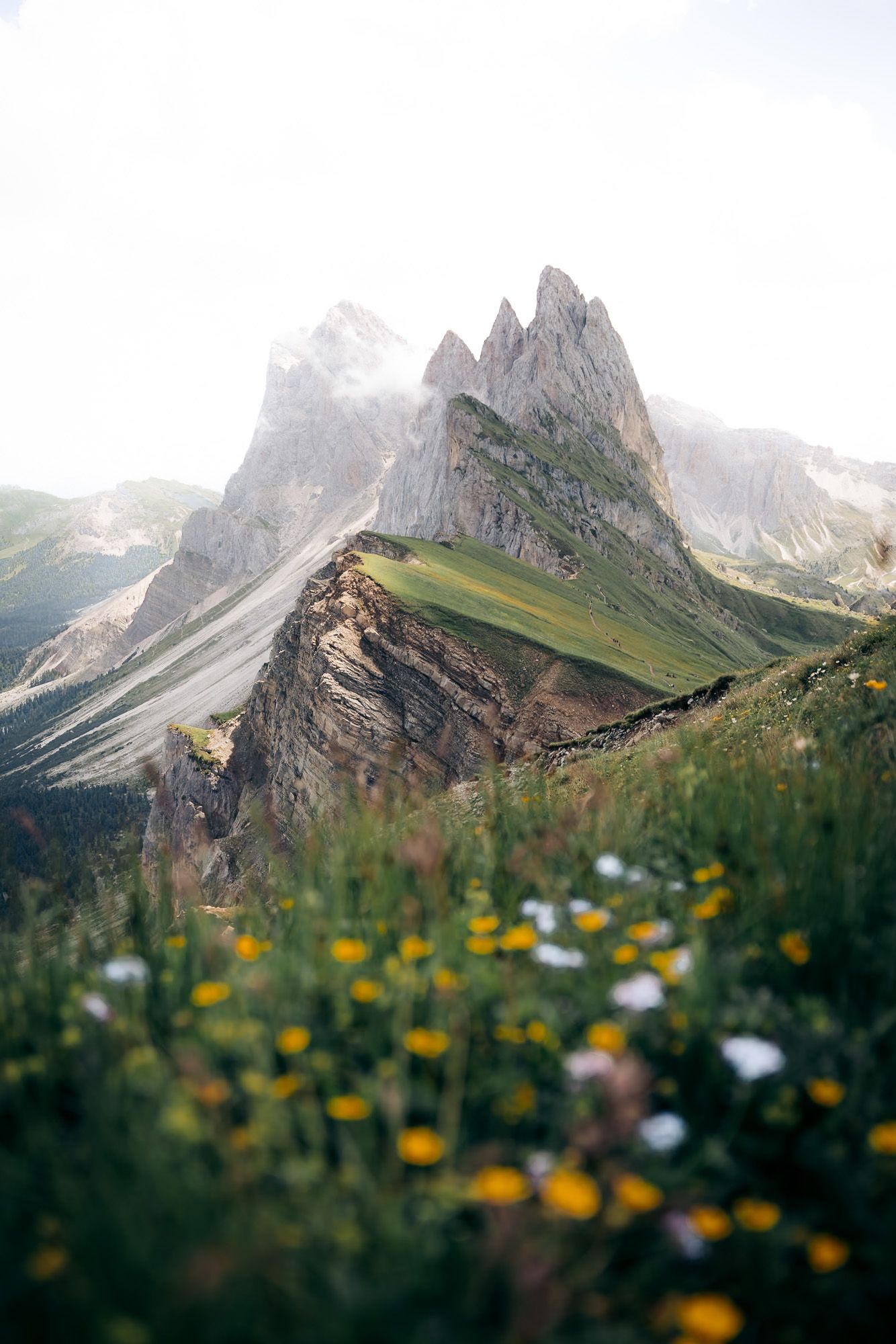 seceda avec petites fleurs en premier plan