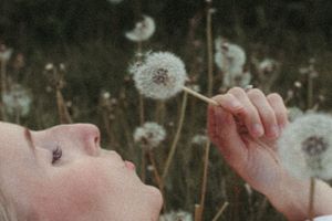 Person blowing on a dandelion seedhead in a dreamy summer meadow.