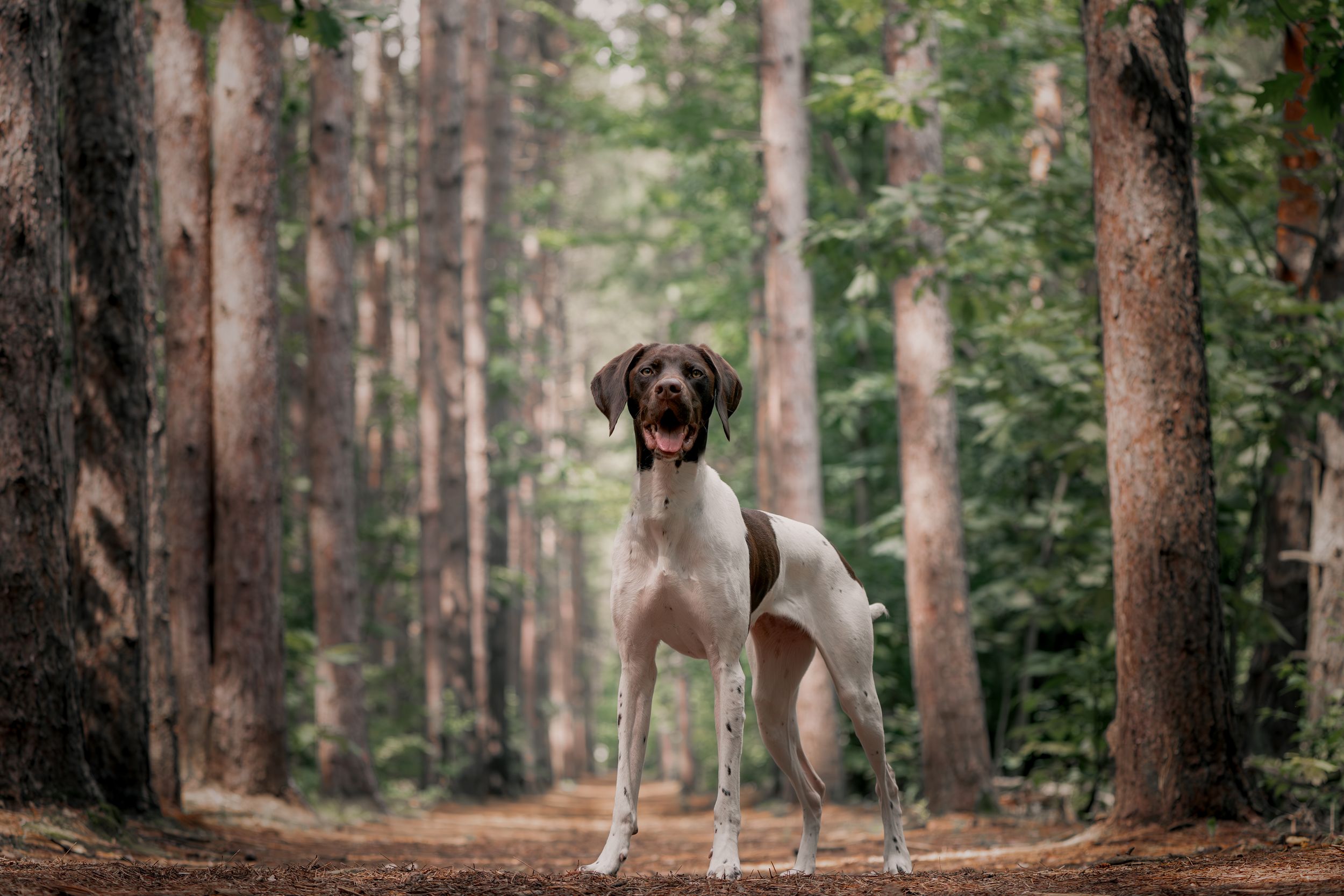 Wild Point Studio
Dog Photography
Ottawa
Gatineau
Dog photography