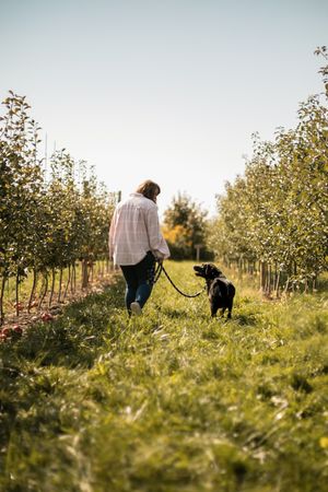 A person in a plaid shirt walks with their black dog through an orchard of young trees on a sunny autumn day.
