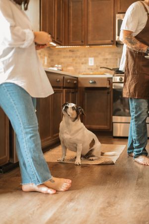 A small white dog sits expectantly on a hardwood floor in a kitchen while two people stand barefoot nearby.