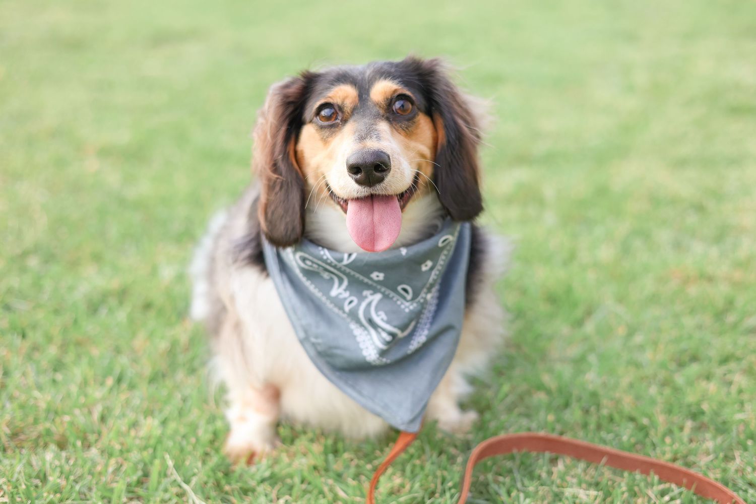 Springfield, IL photographer captures a dog sitting on the grass smiling during a family photo session in Springfield, IL