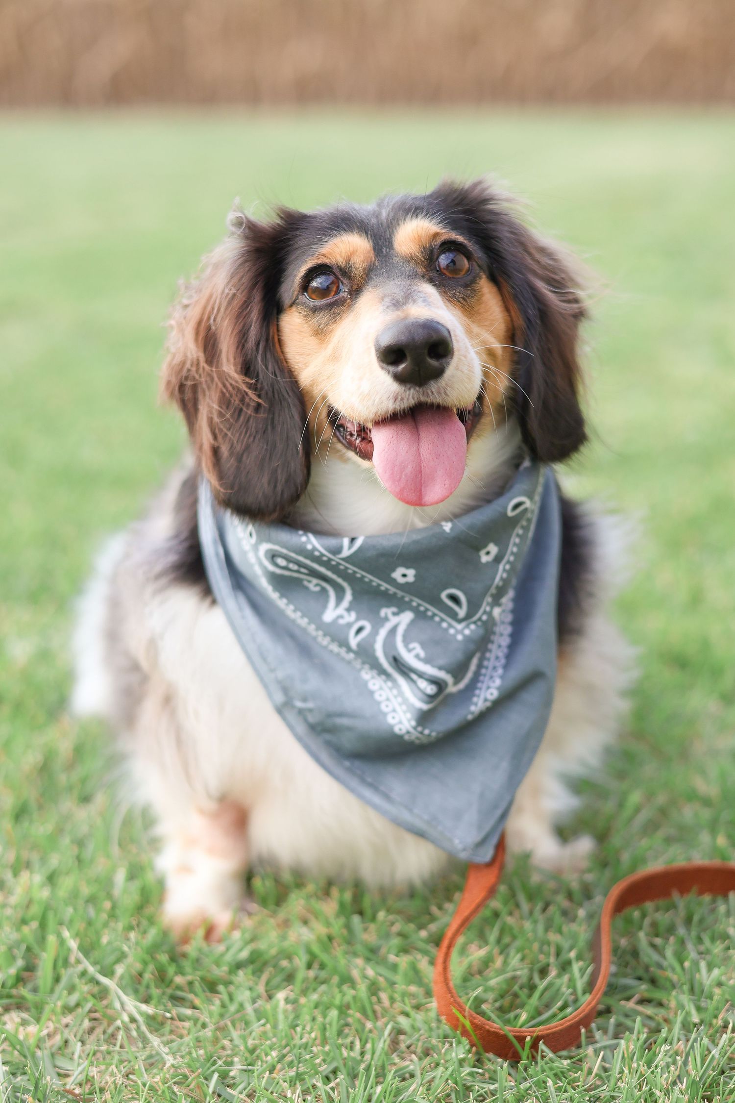 Springfield, IL photographer captures a photo of a dog during a family photo session in Central IL