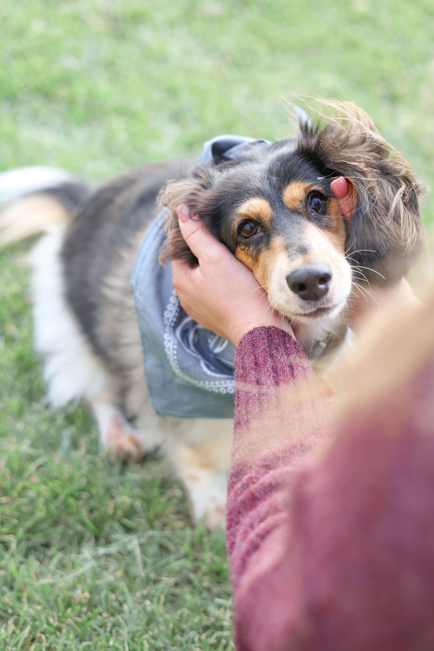 Springfield, Il photographer captures someone petting their dog during a family photo session in Central IL