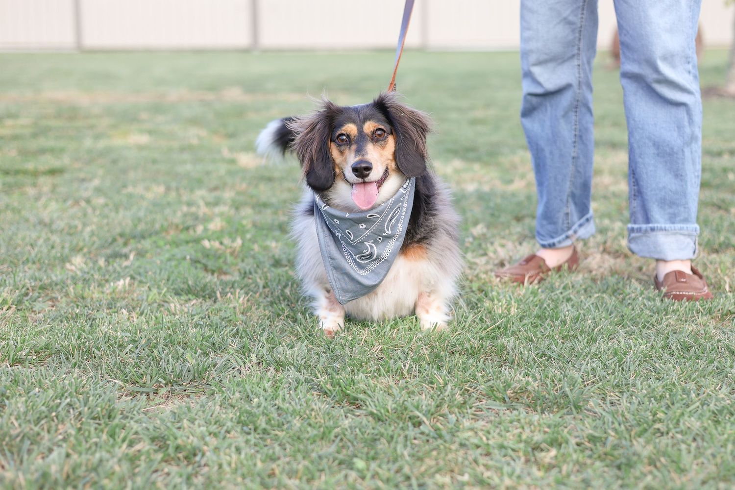 Springfield Il photographer captures a picture of someone walking with their dog during a family photo session in Central IL