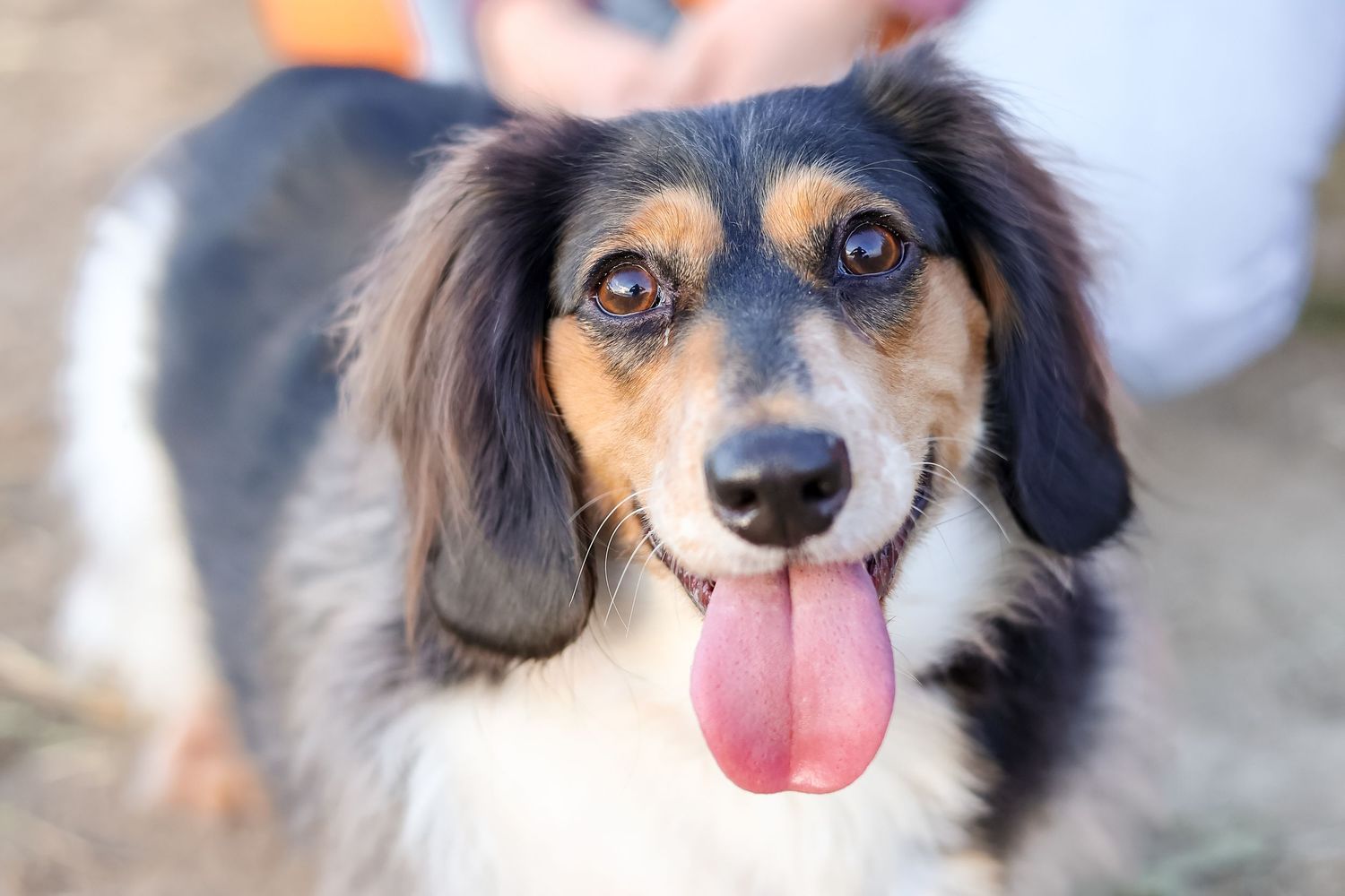 Springfield IL photographer captures a close up of a dog with their tongue out during a photo session in Central IL