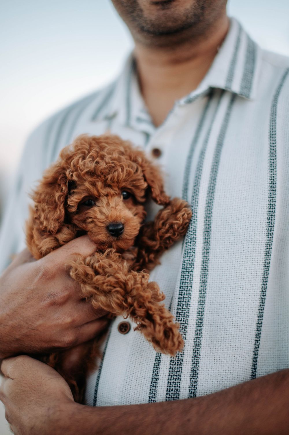 Someone in a striped shirt holds an adorable red toy poodle puppy with fluffy curly fur against their chest.