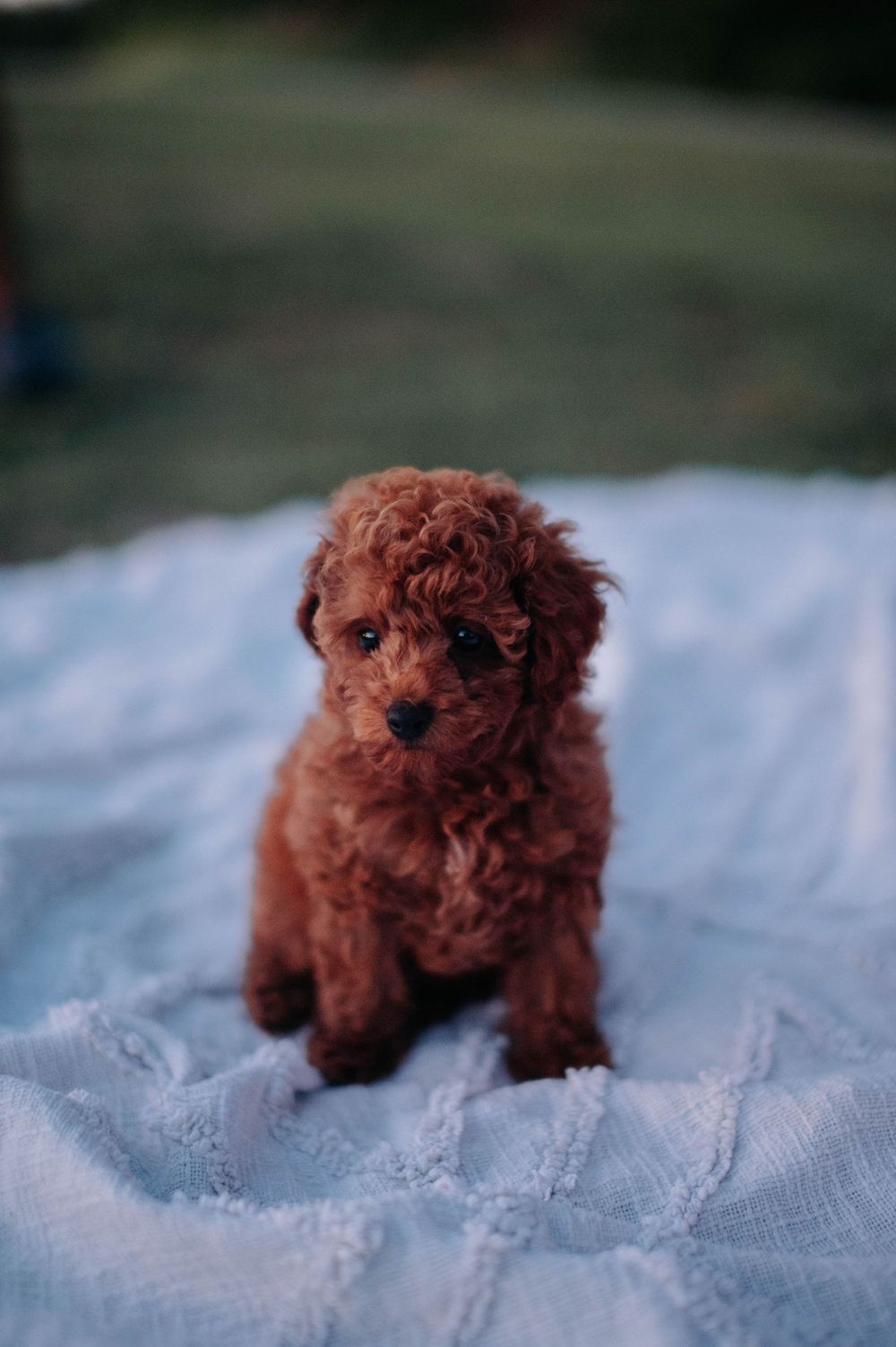 An adorable red toy poodle puppy sits on a light blue blanket outdoors.