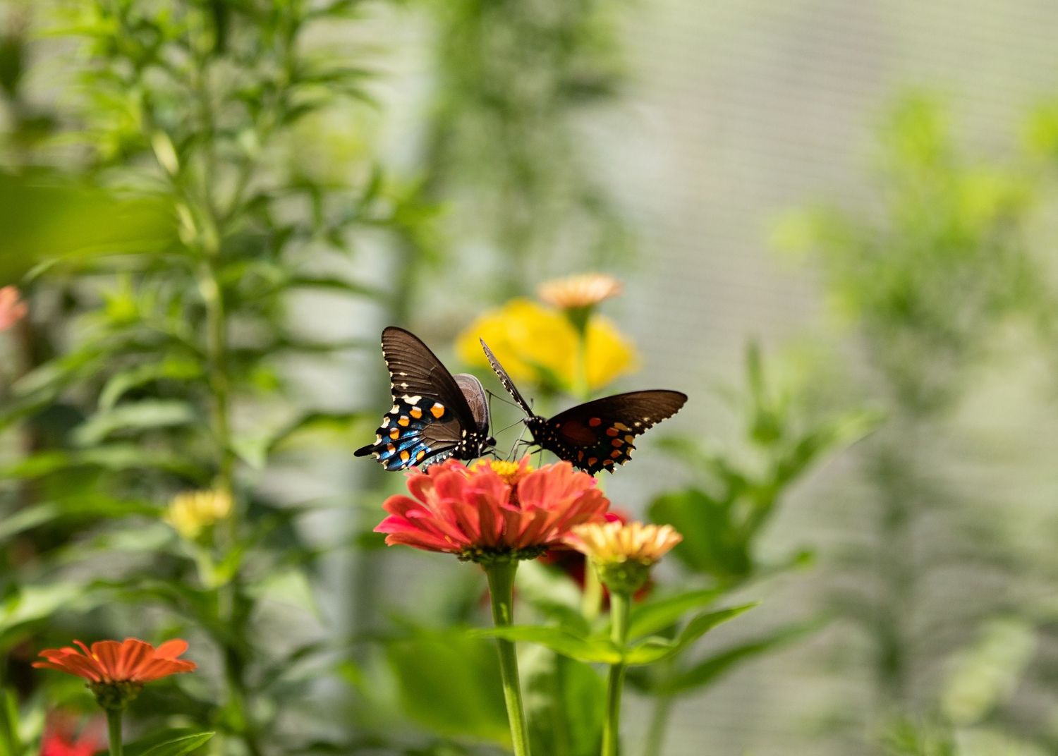 Pipevine swallowtails on zinnia flowers at the Butterfly House in Springfield MO.