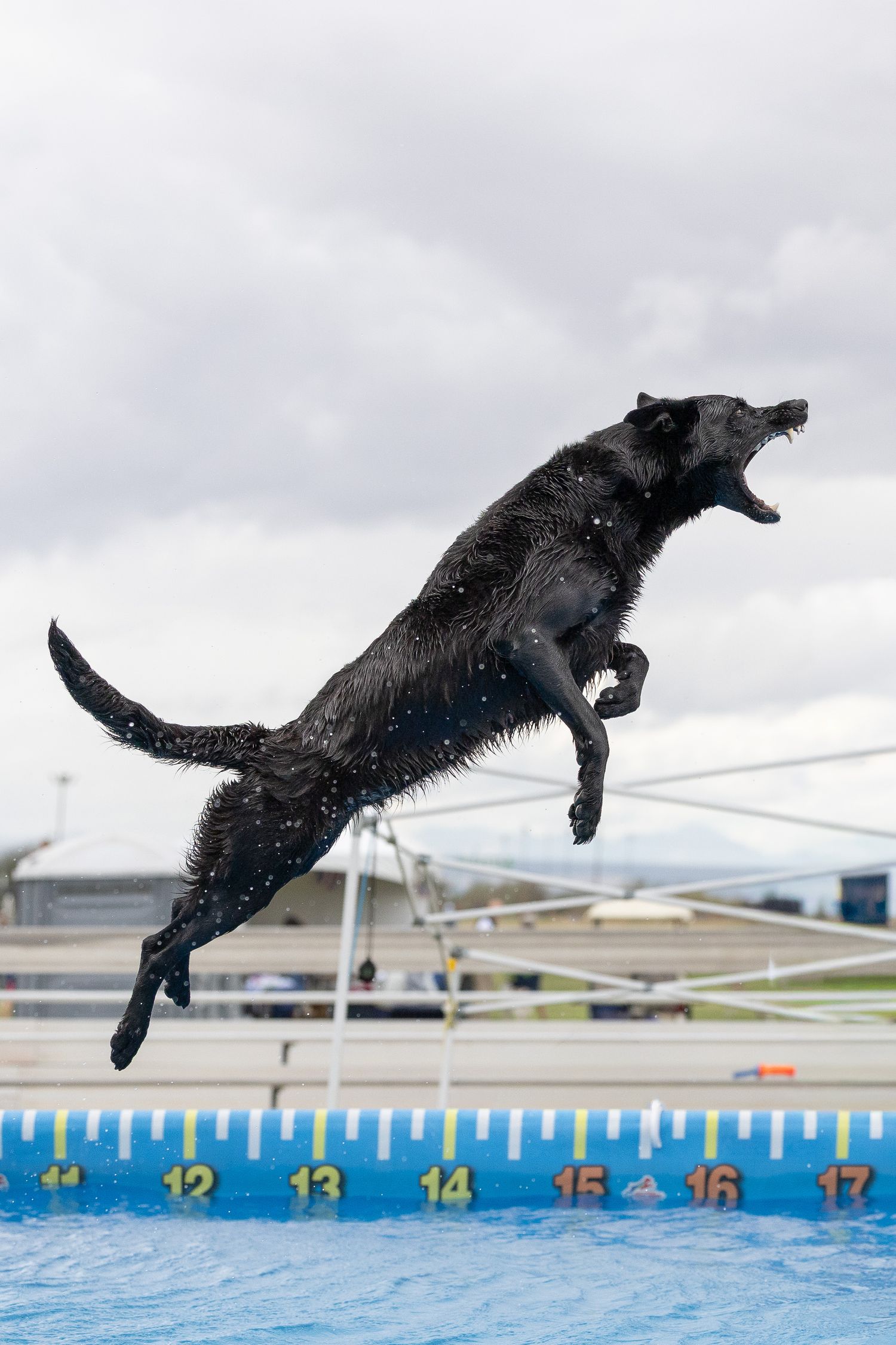 German Shepherd dog sniffing and inspecting the wheel and underside of a parked silver vehicle on pavement during a scent work trial.