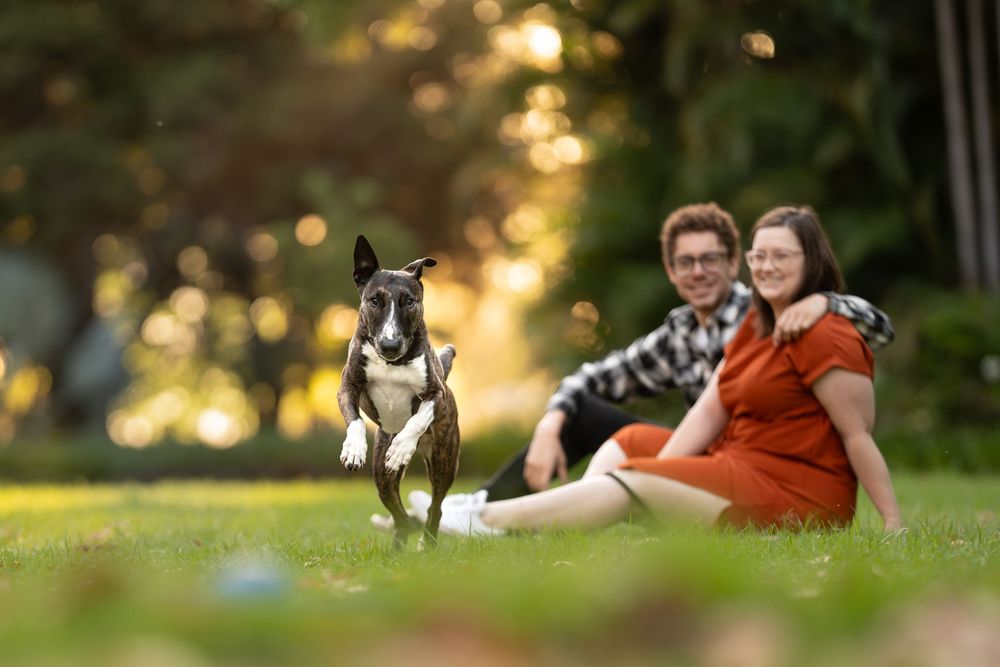 A couple sitting together on grass during golden hour with soft bokeh lighting in the background and their dog is running towards the camera
