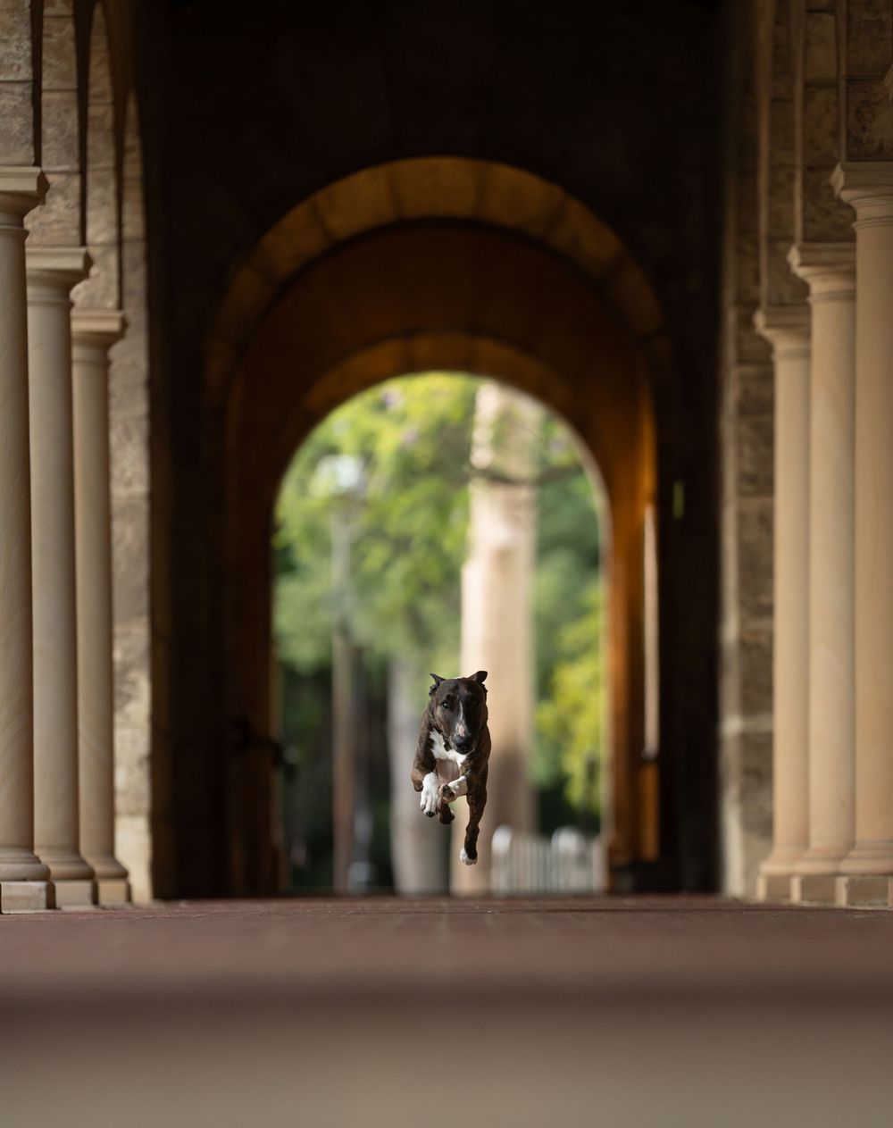 Ornate stone archways line a covered walkway at a university campus, creating a repeating architectural pattern with dog running through