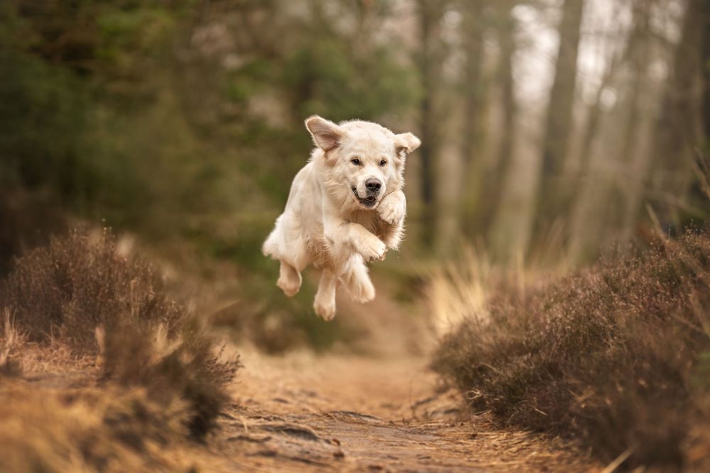 A golden retriever dog leaps joyfully through a misty forest path during winter in Germany.