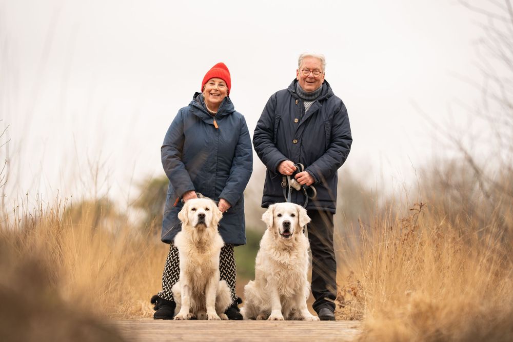 Two people walk their golden retriever dogs through tall winter grass in a natural outdoor setting.