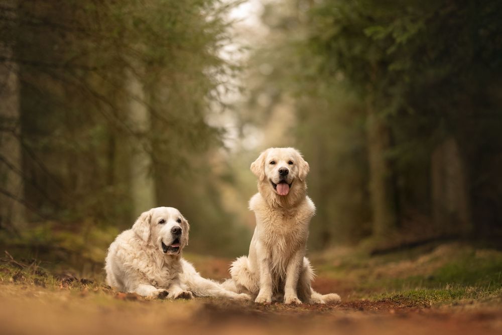 Two Golden Retriever dogs sitting on a misty forest path surrounded by tall evergreen trees.