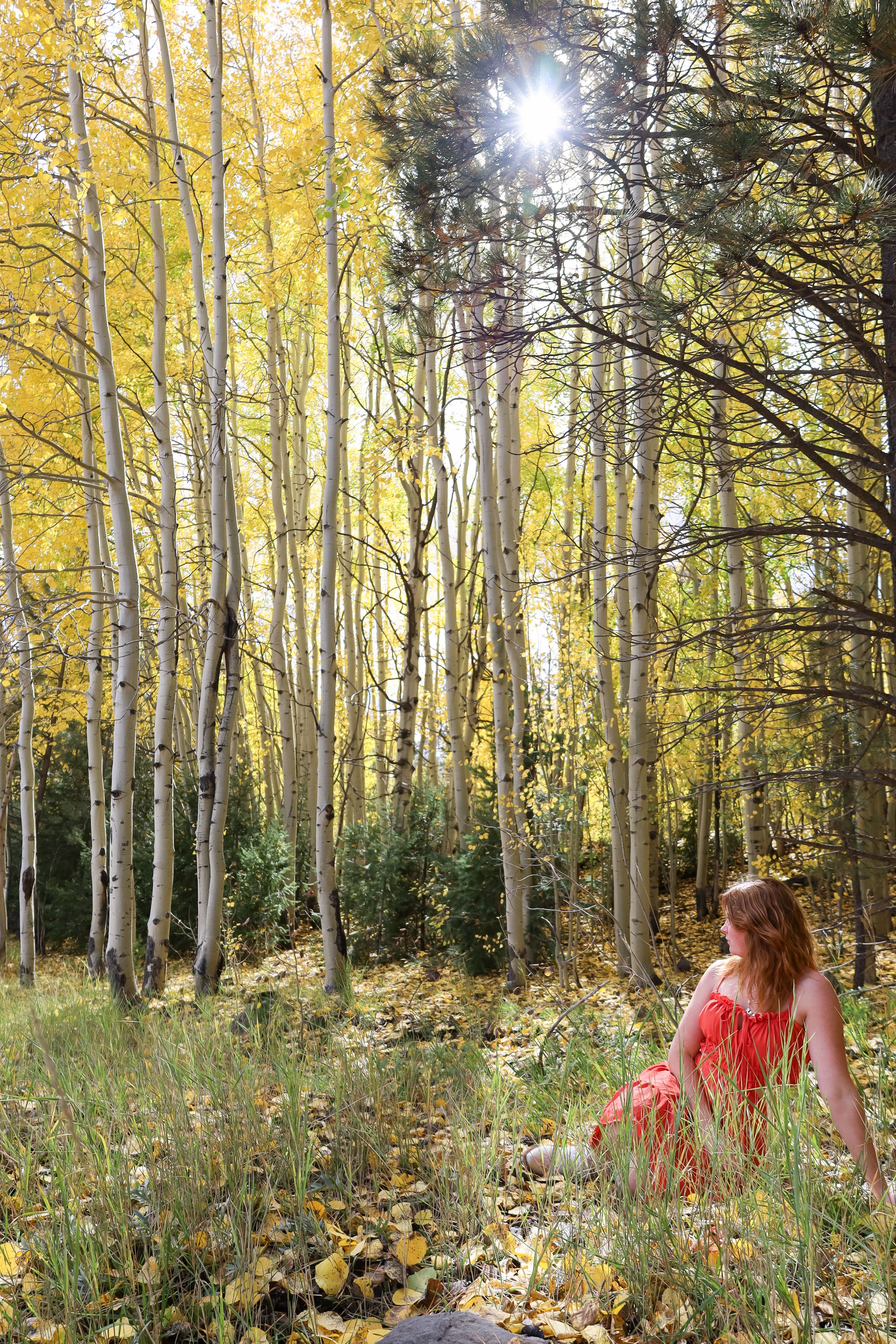 Redhead woman in red dress sits in sunlit aspen grove with golden yellow leaves and tall white tree trunks.